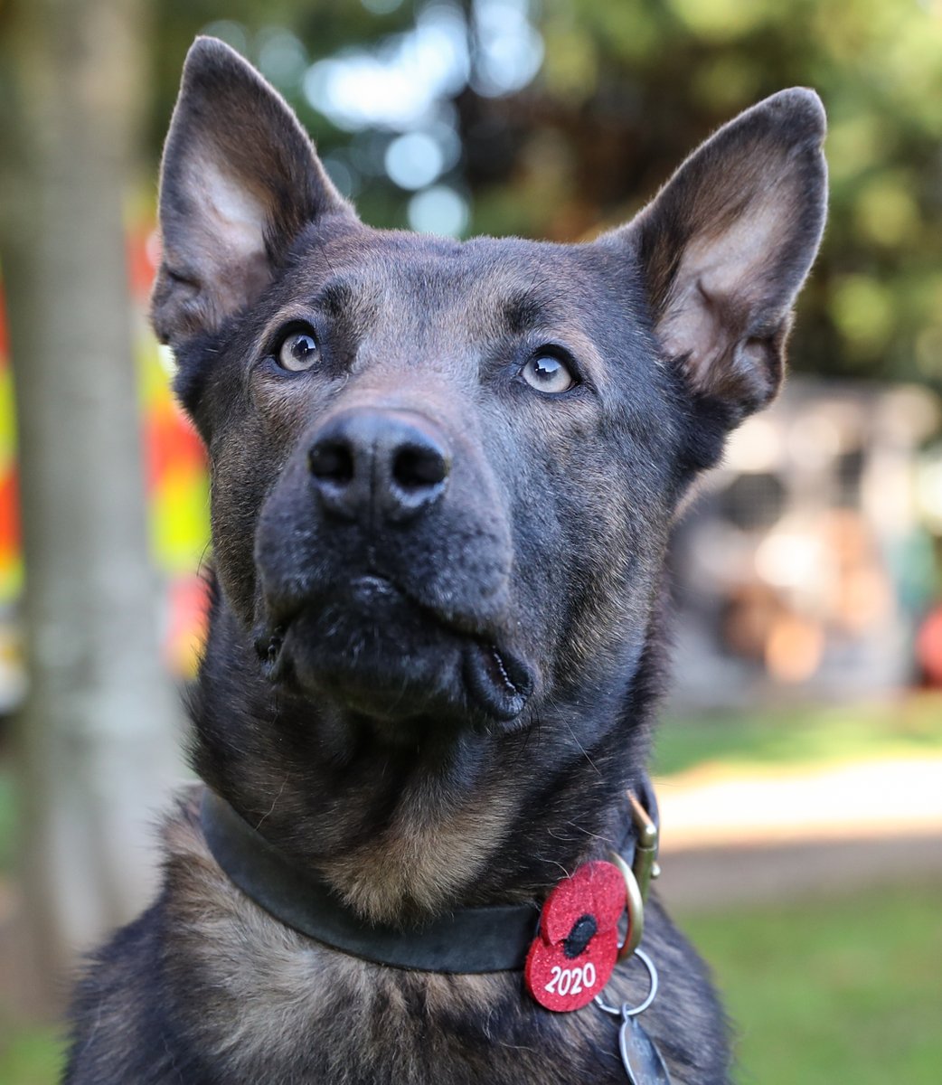 KPTacOps's tweet photo. CAD 21-0105 PD BLUE called to a report of a Burglary at a school. One male was detained by patrols on arrival. PD BLUE tracked the second male to a nearby garden where the male was found hiding. Both males ARRESTED #Burglary #PdBlue #Tracking https://t.co/fgWvlMIKtr