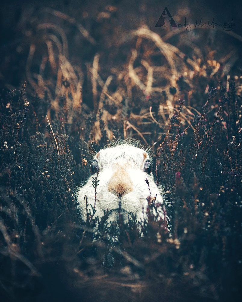 It's #wildlifewednesday!

Featuring a proud stag and some creatures playing hide and seek!

Some great shots by our followers 

- <a href="/dnelsonphoto/">Dave Nelson Photography</a>
- @scotlandbyannamartin (Instagram)
- @eastlothianharewhisperer (Instagram)