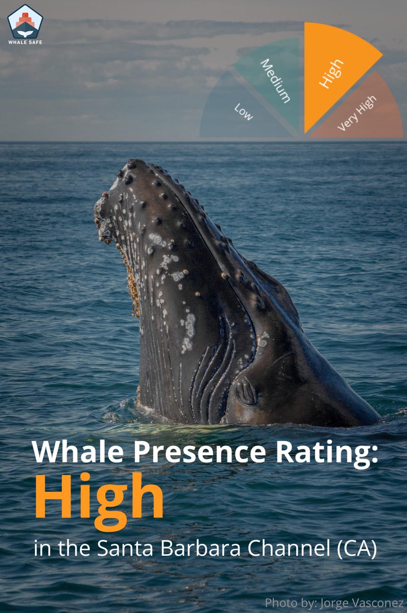 whalesafe_sc's tweet photo. Whale Presence Rating: HIGH
Acoustic Detections: Humpback
Sightings: 0 Blue, 32 Humpback, 0 Fin.

https://t.co/qrI7CWx3ud https://t.co/csQeLgvCdQ