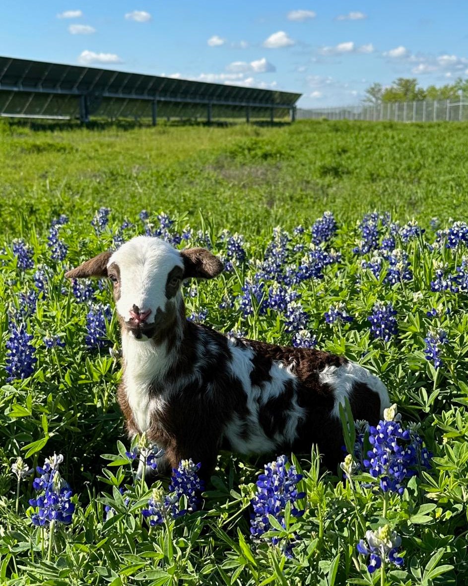 What’s this little guy doing? Helping maintain vegetation around the solar array, while fostering #biodiversity on the land (including an abundance of these lovely blue bonnet blooms!) 

Learn more about #solargrazing: lightsourcebp.com/us/agrivoltaic…