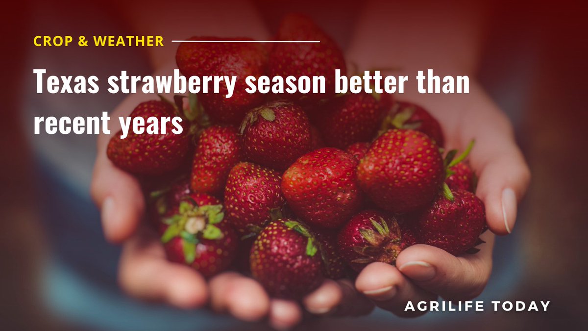 txextension's tweet photo. Texas strawberry growers expect better yields and quality following back-to-back disappointing seasons, according to a Texas A&M AgriLife Extension Service expert. #TexasReport #CropAndWeather #Strawberries #Garden
Keep reading at https://t.co/8GvriMsfzG https://t.co/7VAt4e5kLi