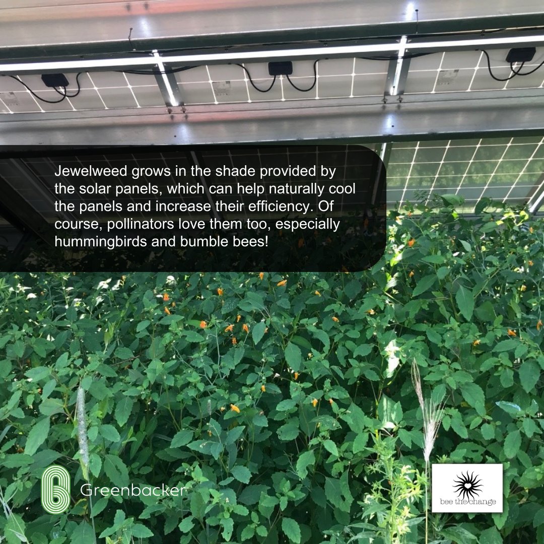 Greenbacker is proud to partner with Bee the Change on sustainable land management initiatives and supporting #pollinator populations by installing pollinator-friendly habitat at our #solarenergy sites!