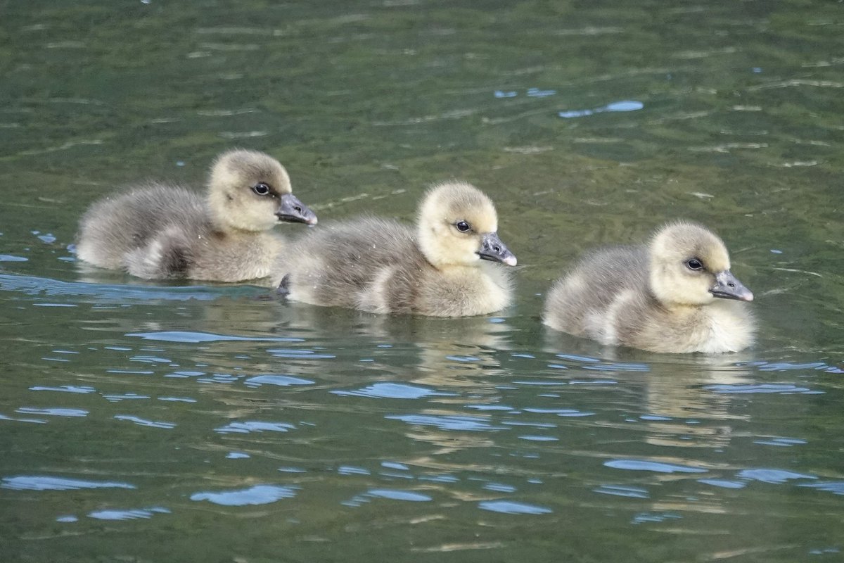 Proud Greylag geese parents with their family
<a href="/WWTArundel/">WWT Arundel Wetland Centre</a>