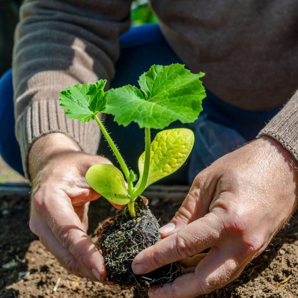 fishnure's tweet photo. Make sure to follow the recommended application rates for each type of organic fertilizer to avoid over-fertilizing your plants. #ProperApplicationRates #FertilizerTips
Get 10% off your first order with code : FIRSTFISHNURE
#fertilizer #gardening #plants #fruits #vegetables # https://t.co/znvGPc4G08