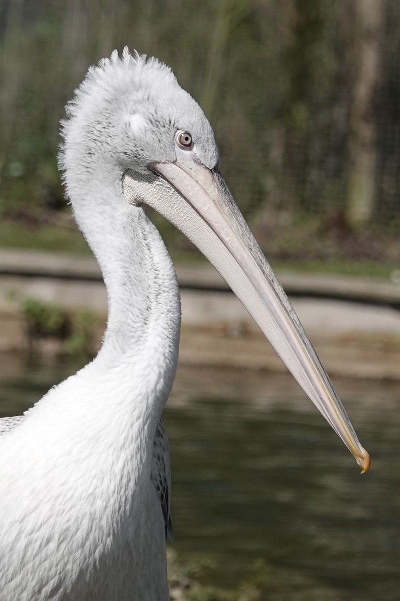 Dalmatian pelicans
@WWTArundel