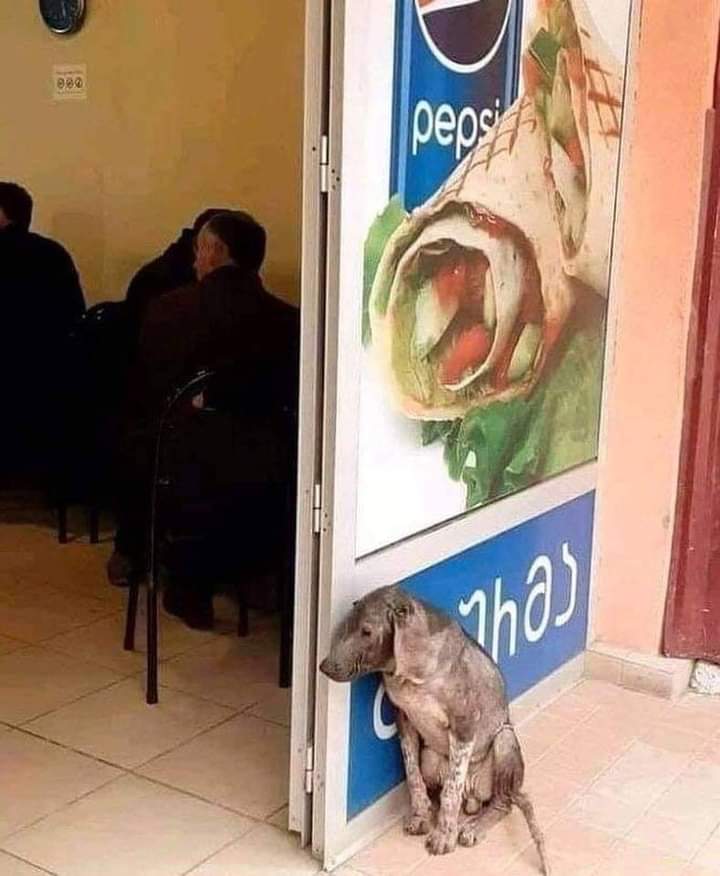 Qué difícil es tener hambre, frío, soledad, dolor, tristeza, y no poder decir una sola palabra...😿🐾😪💔