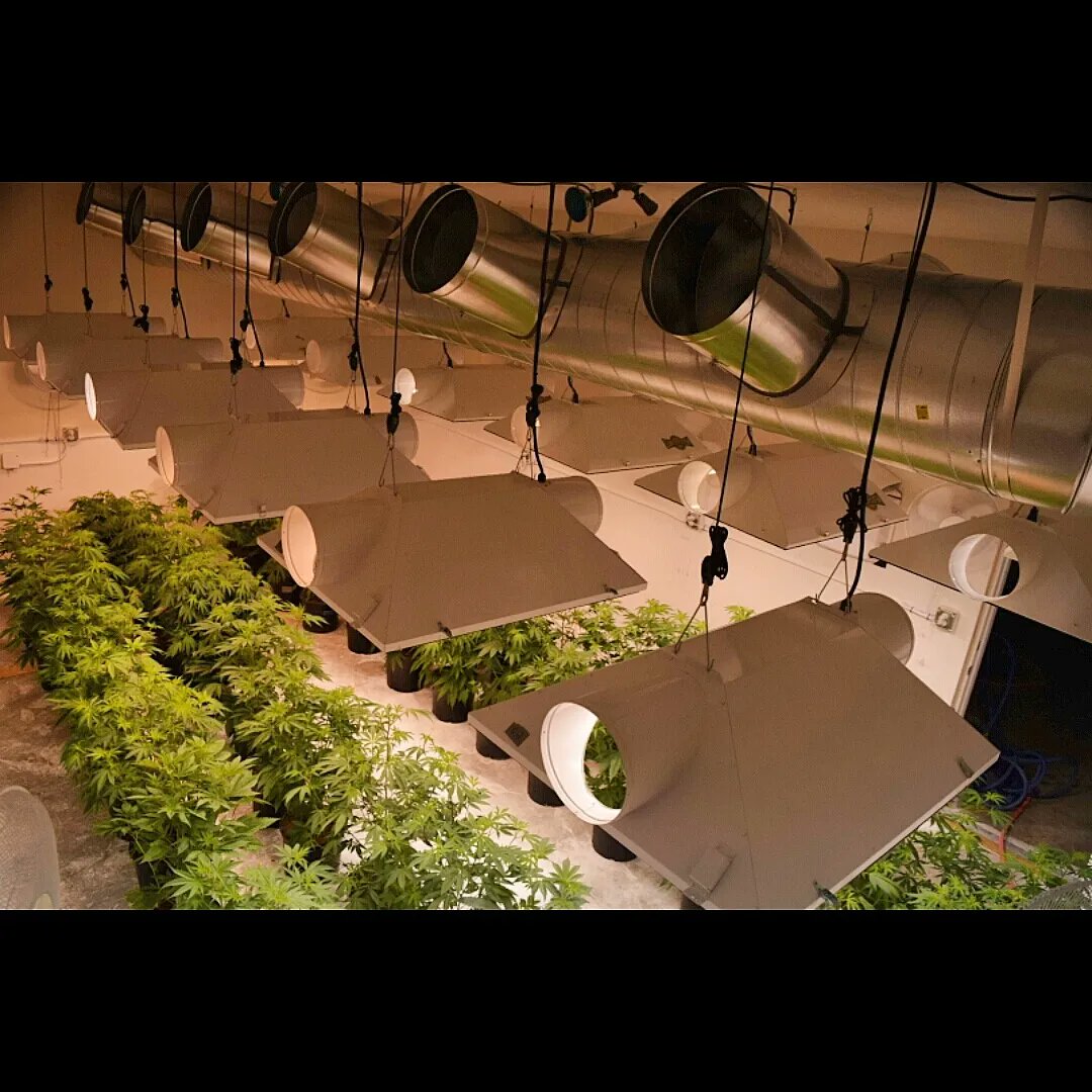 Lifted_cannabis's tweet photo. Throwing it back almost 10 years ago. This was our 3rd medical grow location. Crazy how we used to spend days staking plants. #medicaldays #throwback #cannabiscommunity #cannabis https://t.co/FgOzfeWEzz