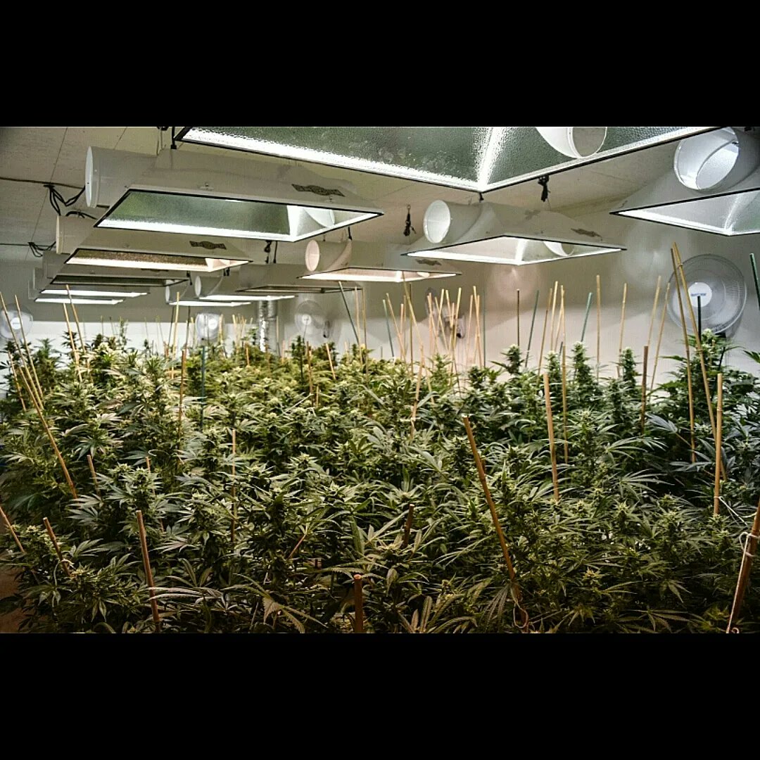 Lifted_cannabis's tweet photo. Throwing it back almost 10 years ago. This was our 3rd medical grow location. Crazy how we used to spend days staking plants. #medicaldays #throwback #cannabiscommunity #cannabis https://t.co/FgOzfeWEzz