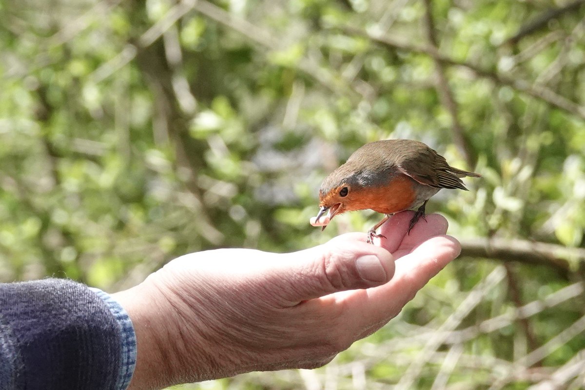 Friendly robin 
<a href="/WWTArundel/">WWT Arundel Wetland Centre</a>