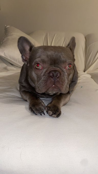 I&rsquo;m Bean and I am a ray of fucking sunshine ☀️😎🐾  Happy HumpDay! 🐪💙 https://t.co/xA32zJAkfN<a href="/tag/jardindispensary"class="tags"><span>#jardindispensary</span></a>