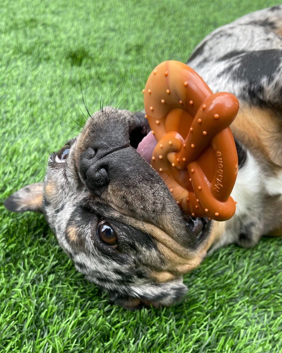 nylabone tweet picture