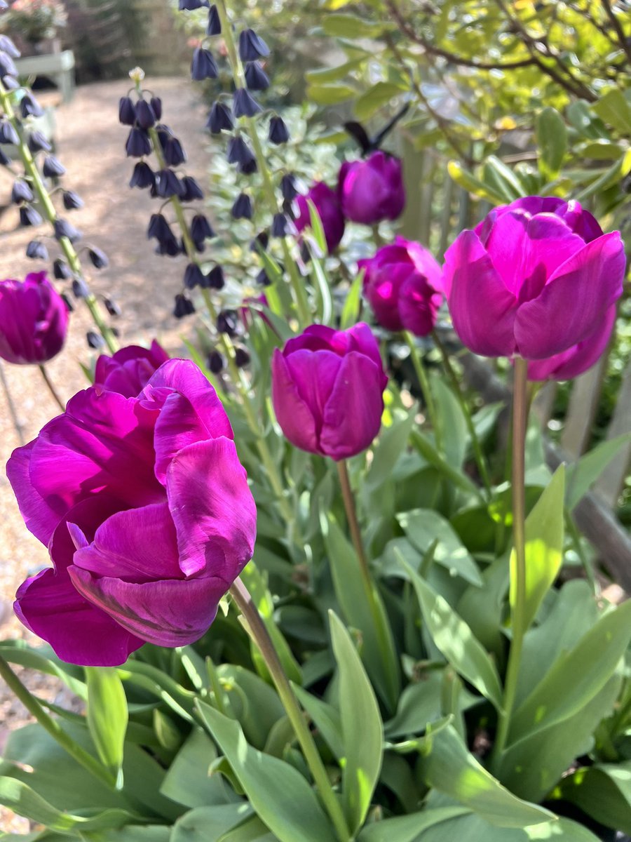 In case you wondered the deep purple is Tulipa ‘Recreado’

#tulipmania #tuliplove #tuliparecreado