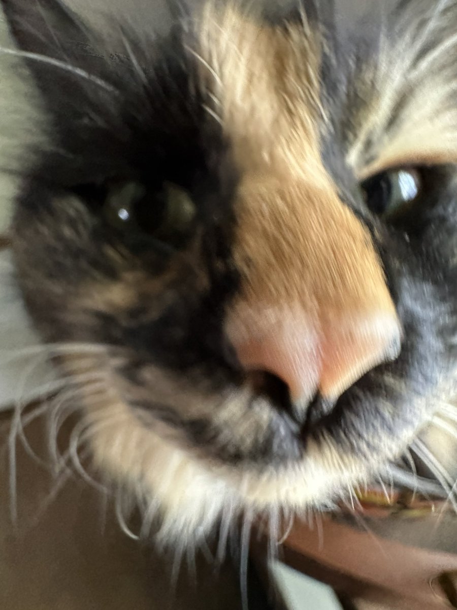 afroguitarman's tweet photo. @CATBRAINCELL https://t.co/QfriY1Knty