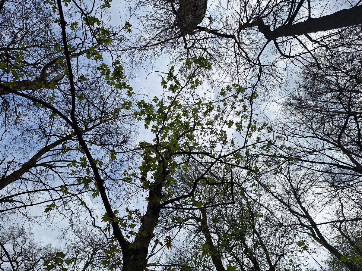 Ruth_Hawley's tweet photo. Thanks to Kirsten McEwan for talking to our students about #ForestBathing today &amp; for the experiential #ParkBathing session. A lovely addition to our considerations of green space &amp; blue space in Public &amp; Global Health and a welcome wellbeing space amongst study pressures. https://t.co/Gd3UgmDLRR