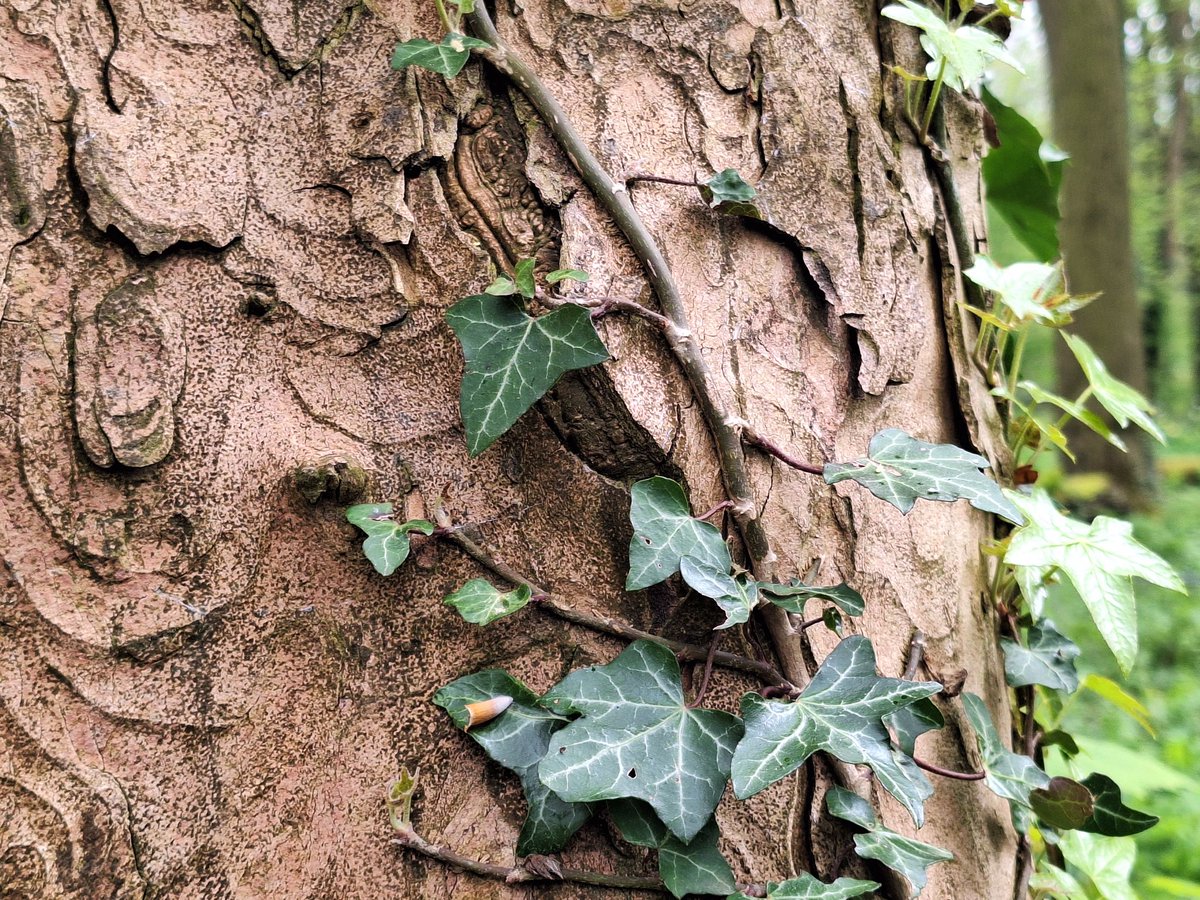 Ruth_Hawley's tweet photo. Thanks to Kirsten McEwan for talking to our students about #ForestBathing today &amp; for the experiential #ParkBathing session. A lovely addition to our considerations of green space &amp; blue space in Public &amp; Global Health and a welcome wellbeing space amongst study pressures. https://t.co/Gd3UgmDLRR