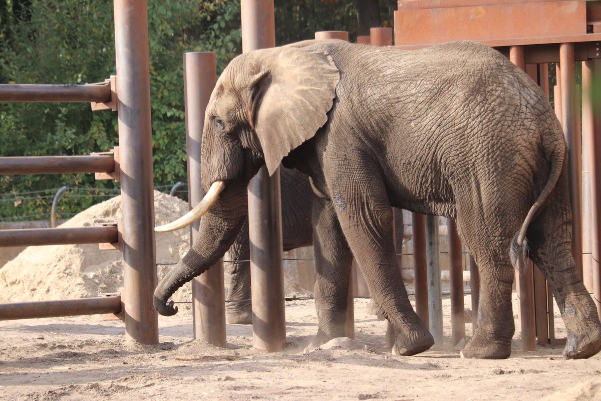 Ich habe neulich ein video vom „Grüner Zoo Wuppertal“ gesehen. Ein männlicher, afrikanischer Elefant, Tooth, trainierte für den Umzug in einen niederländischen Zoo. →
facebook.com/gruener.zoo.wu…

📷16.10.2018 Ouwehands Dierenpark, Tooth
#アフリカゾウ #Grünerzoo