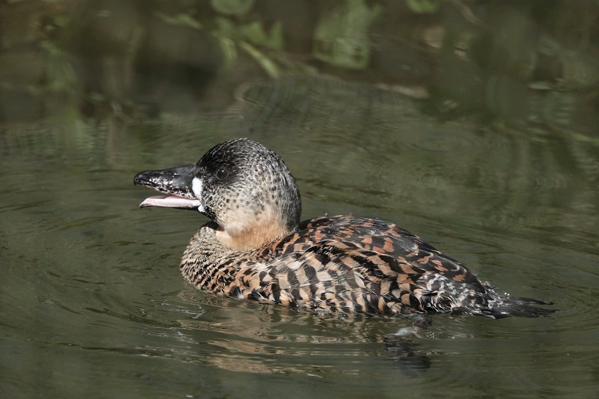 Black-necked Grebe and African white-backed duck
<a href="/WWTArundel/">WWT Arundel Wetland Centre</a>