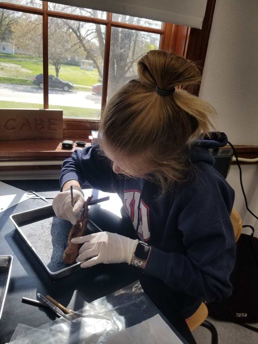 ShawnaMcCabe's tweet photo. Pig dissection day! https://t.co/B3aQ1PYAZv