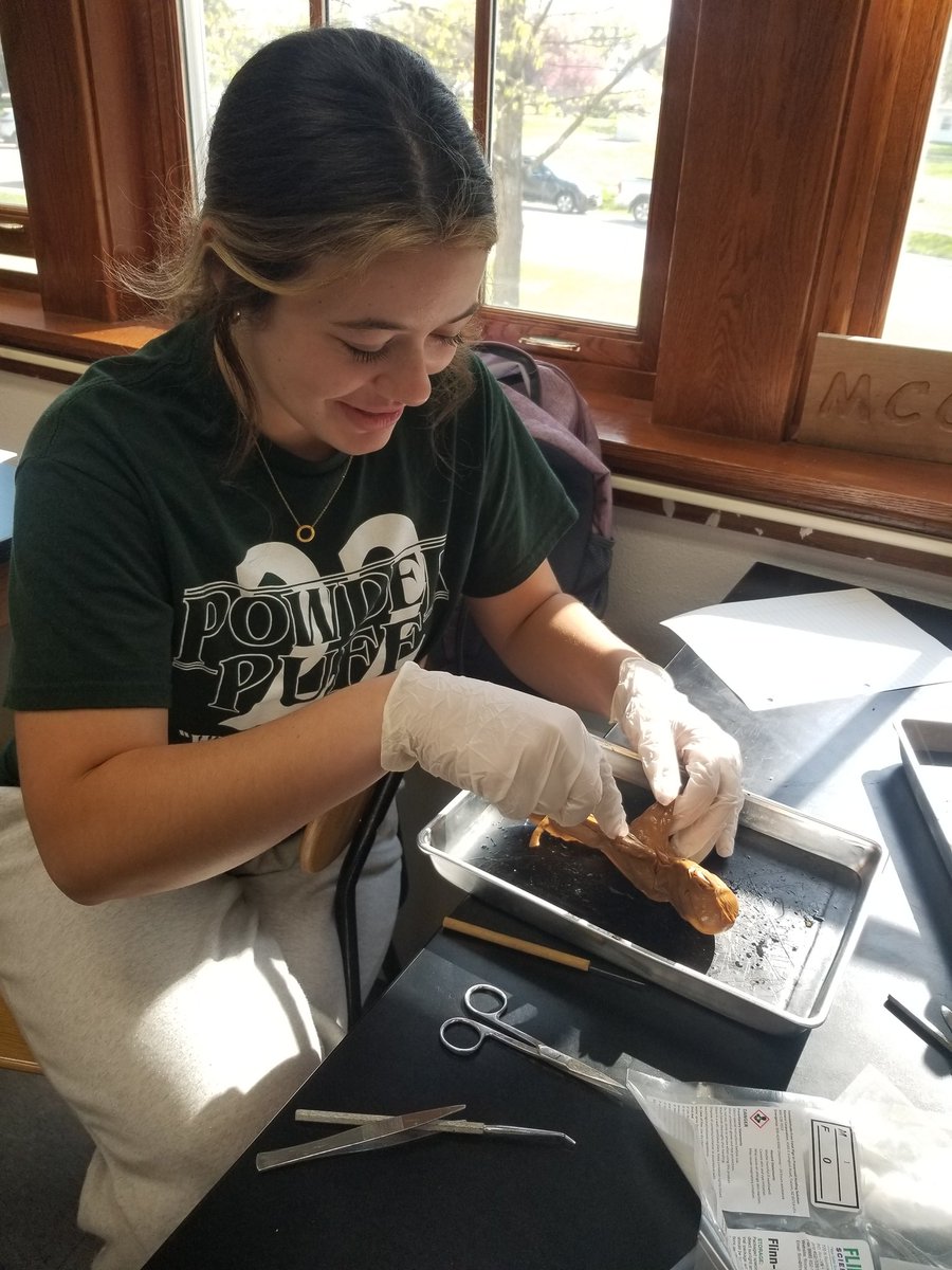 ShawnaMcCabe's tweet photo. Pig dissection day! https://t.co/B3aQ1PYAZv