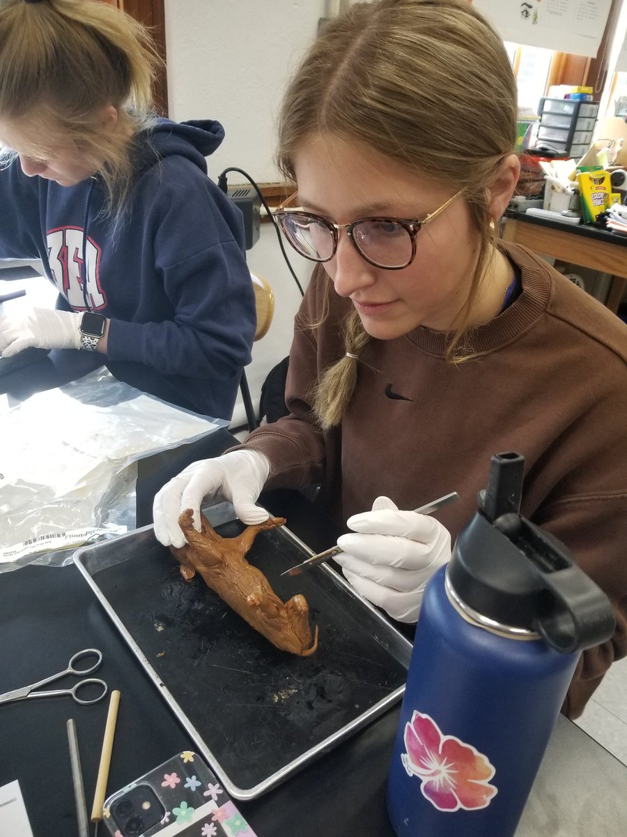 ShawnaMcCabe's tweet photo. Pig dissection day! https://t.co/B3aQ1PYAZv