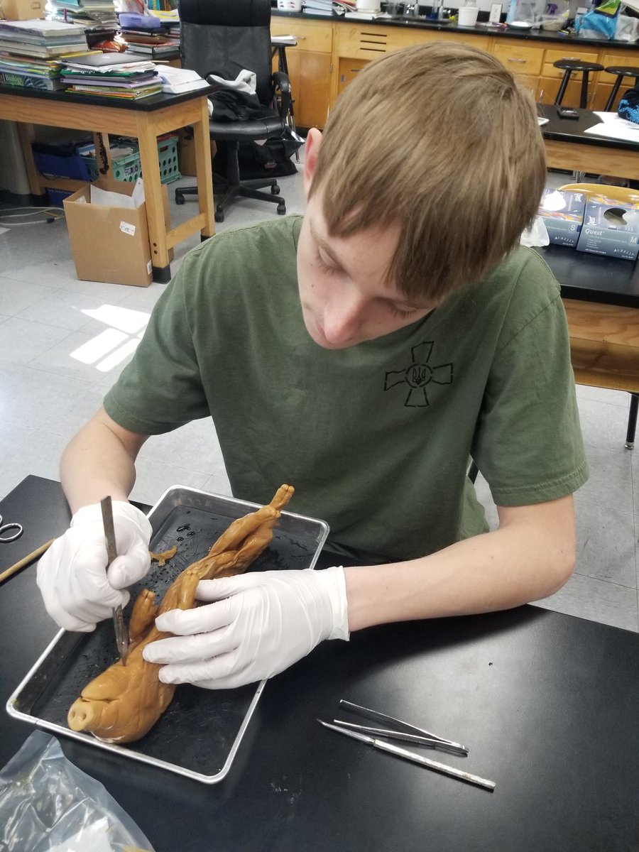 ShawnaMcCabe's tweet photo. Pig dissection day! https://t.co/Dnu1flcUO3