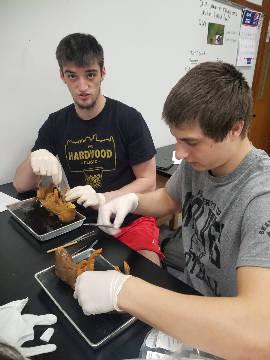 ShawnaMcCabe's tweet photo. Pig dissection day! https://t.co/Dnu1flcUO3
