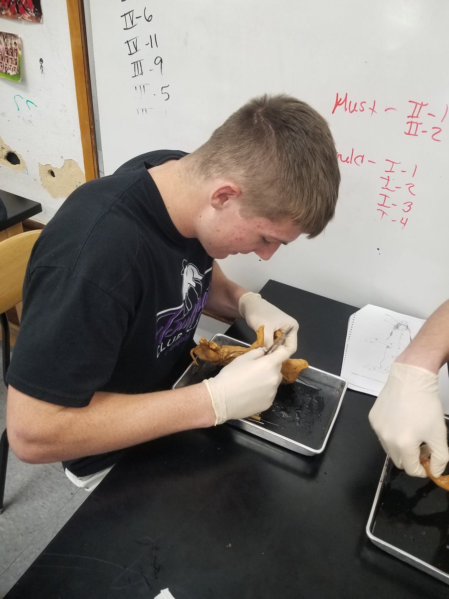 ShawnaMcCabe's tweet photo. Pig dissection day! https://t.co/Dnu1flcUO3