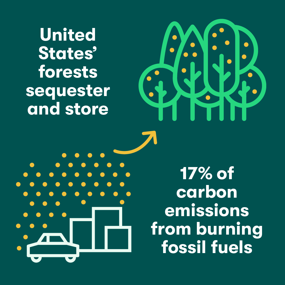 Forests are a critical ally in the fight against climate change. As trees grow, they store carbon in their trunks, branches, leaves and roots. Do you know any other interesting facts about forests and their impact on the environment? Share them below #ForestsAreInOurHands