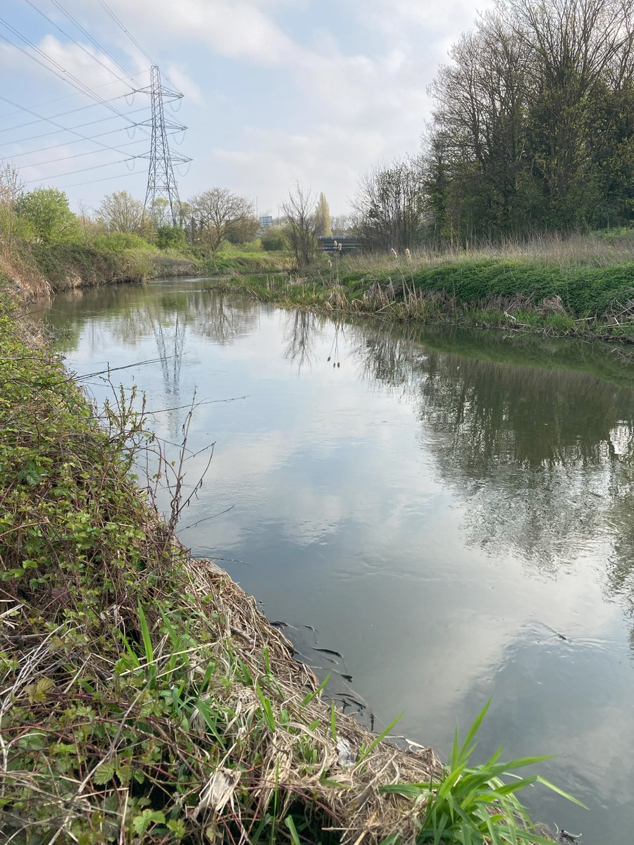 YourRBI's tweet photo. 50 metres upstream, a different story. Clearer water, reedbeds, birds calling, pedestrians enjoying the river. The RBI CP wants to see natural restoration like this across the catchment. Would you like to see more of the Roding like this? (PT 2/2)
#RBICP #RiverRoding #Redbridge https://t.co/PfoEuaxTrs