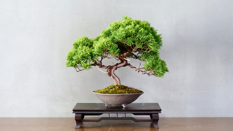 Having Bonsai Plants about the house has several Advantages - daily-choices.com/like_463561/ #bonsai #homes