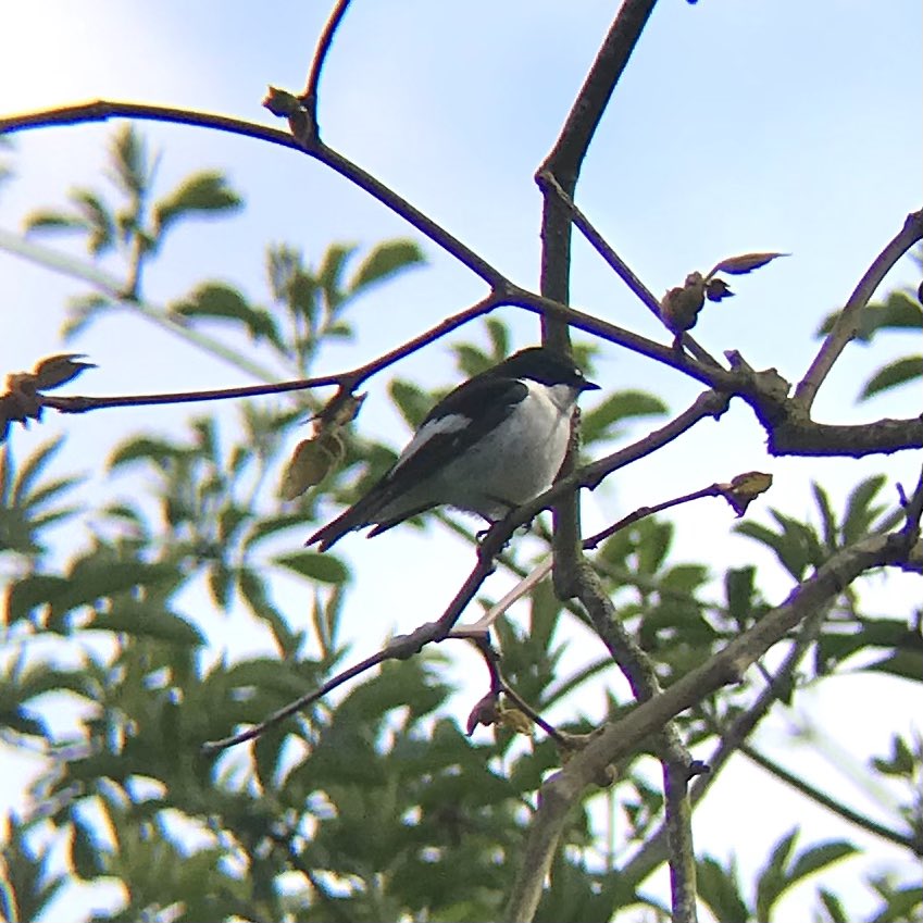 sthomp98's tweet photo. It’s been a good week for ‘birding on the job’ this week, with a Pied Flycacther on site at @FSCNettlecombe and 3 Whinchats along one of our fieldwork sites near Nutscale Reservoir. @somersetbirds https://t.co/HANzDa1YAP