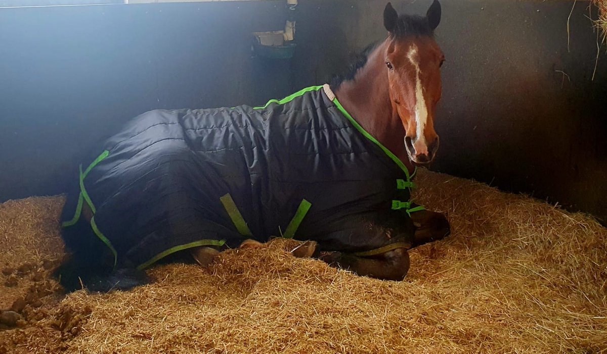 ASPoliceHorses's tweet photo. Afternoon nap for St Michael 💤 🐴 #goodboymike https://t.co/8a1EkhQpH8
