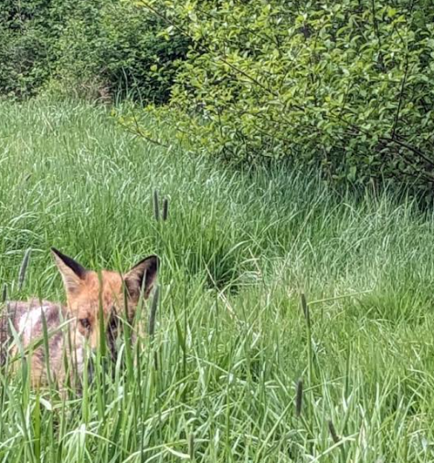 OutwoodPriSch's tweet photo. Caring for nature is so important to us here at Outwood. We had spotted a fox who looked in need of some care. We worked with the charity 'The fox rescuers' to ensure he got the medicine he needed.
A lovely success story! #outwoodprimary #caringfornature https://t.co/zhdyuv3SqN