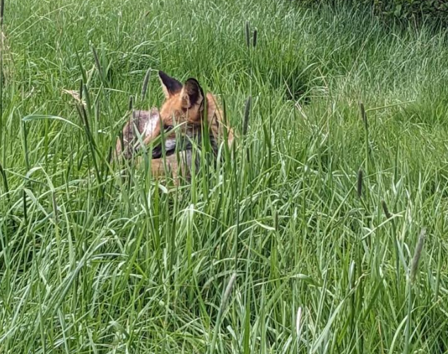 OutwoodPriSch's tweet photo. Caring for nature is so important to us here at Outwood. We had spotted a fox who looked in need of some care. We worked with the charity 'The fox rescuers' to ensure he got the medicine he needed.
A lovely success story! #outwoodprimary #caringfornature https://t.co/zhdyuv3SqN