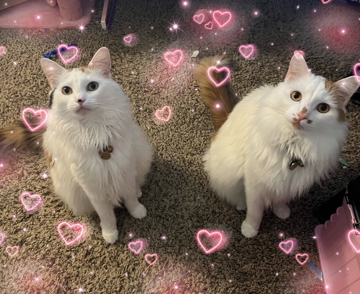 ToebeanBrigade's tweet photo. 🐾Loki and Freyja wishing everyone a wonderful #whiskerswednesday 🐾

May it be full of biscuit making and big purrs for all 🐾

#cats #CatsOfTwitter #CatsOnTwitter https://t.co/tEULqWafxZ