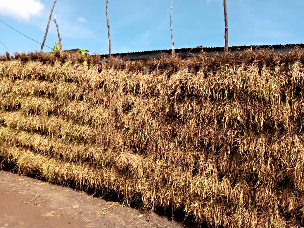 Abaturage b'umurenge wa <a href="/GRusizi/">GIKUNDAMVURA SECTOR /RUSIZI</a> barishimira umusaruro mwiza, bakaba bakomeje gushimira <a href="/RwandaGov/">Government of Rwanda</a>  ko babona service z'ubuhinzi ku gihe <a href="/DrKibiriga/">Dr. ANICET KIBIRIGA</a> <a href="/RusiziDistrict/">Rusizi District</a> <a href="/LouisNdagije/">Louis Munyemanzi N</a> <a href="/RwandaLocalGov/">Ministry of Local Government | Rwanda</a>