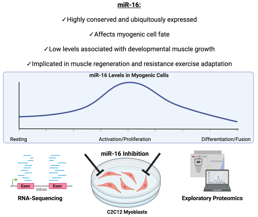 AJPCellPhys's tweet photo. #ArticleinPress and #RapidReport from @UARKHHPR MicroRNA Control of the Myogenic Cell Transcriptome and Proteome: The Role of miR-16 (@SeongLim7 et al.): 

https://t.co/RwuASmIaib

#RNA-sequencing #Proteomics #microRNAs https://t.co/H516oSVufT