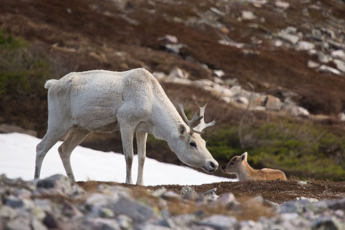 ParksCanadaNL's tweet photo. The summit of Gros Morne Mountain is closed to visitors from May 1 to June 29, 2023 inclusive to protect wildlife during these critical weeks of reproduction and growth. The Summit Trail will re-open to the public on June 30, 2023. https://t.co/bt8HOnOCOn