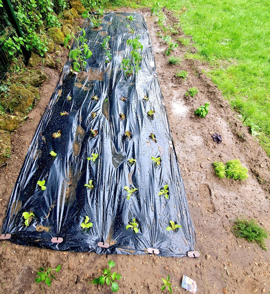 avokatoptimist's tweet photo. Alors ma satisfaction de cette partie 1 du potager est plutôt bonne😊 https://t.co/943m8LsXjd