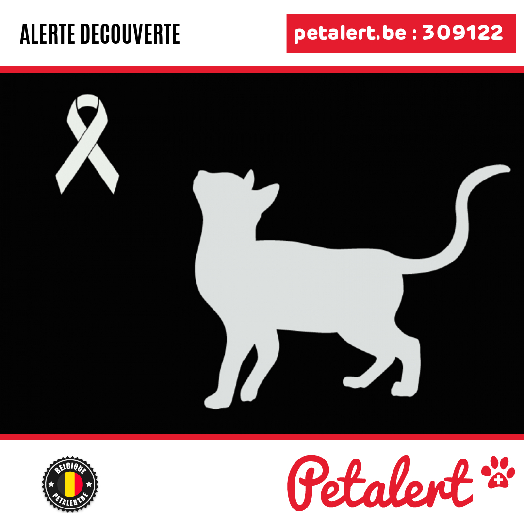 petalert_be's tweet photo. Trouvé #Chat #Hainaut #Boussu #Petalert  #PetAlertWHT / https://t.co/FmYRZZcG0u https://t.co/A3vWoHfa03