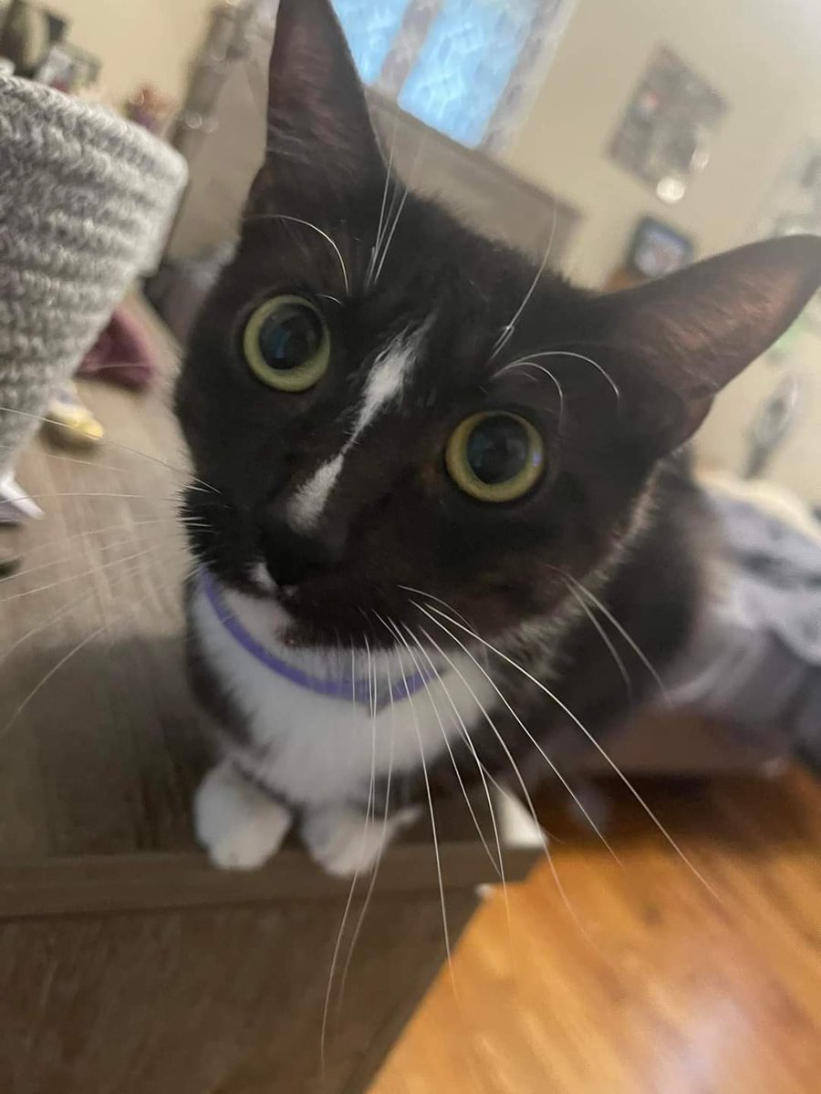 SuzanneGreen613's tweet photo. @joeimel My friends cat got out somehow  on 4/18/23 around Roselawn and Blake way area. Has a collar that has fish on it different colors with a bell on it. PLease help me find him his name is socks but we always call him kitty! He is really missed and loved! Please share! https://t.co/WXVhD5CaCG