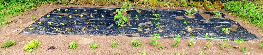 avokatoptimist's tweet photo. Alors ma satisfaction de cette partie 1 du potager est plutôt bonne😊 https://t.co/943m8LsXjd
