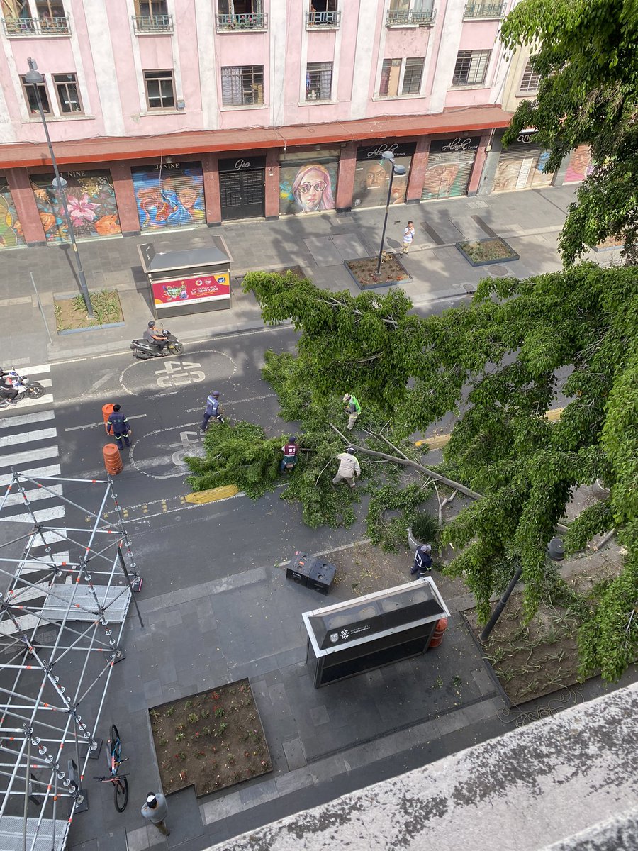 castimar's tweet image. Oye @SEDEMA_CDMX el árbol les estorbaba para su gran concierto del viernes? 

@Claudiashein