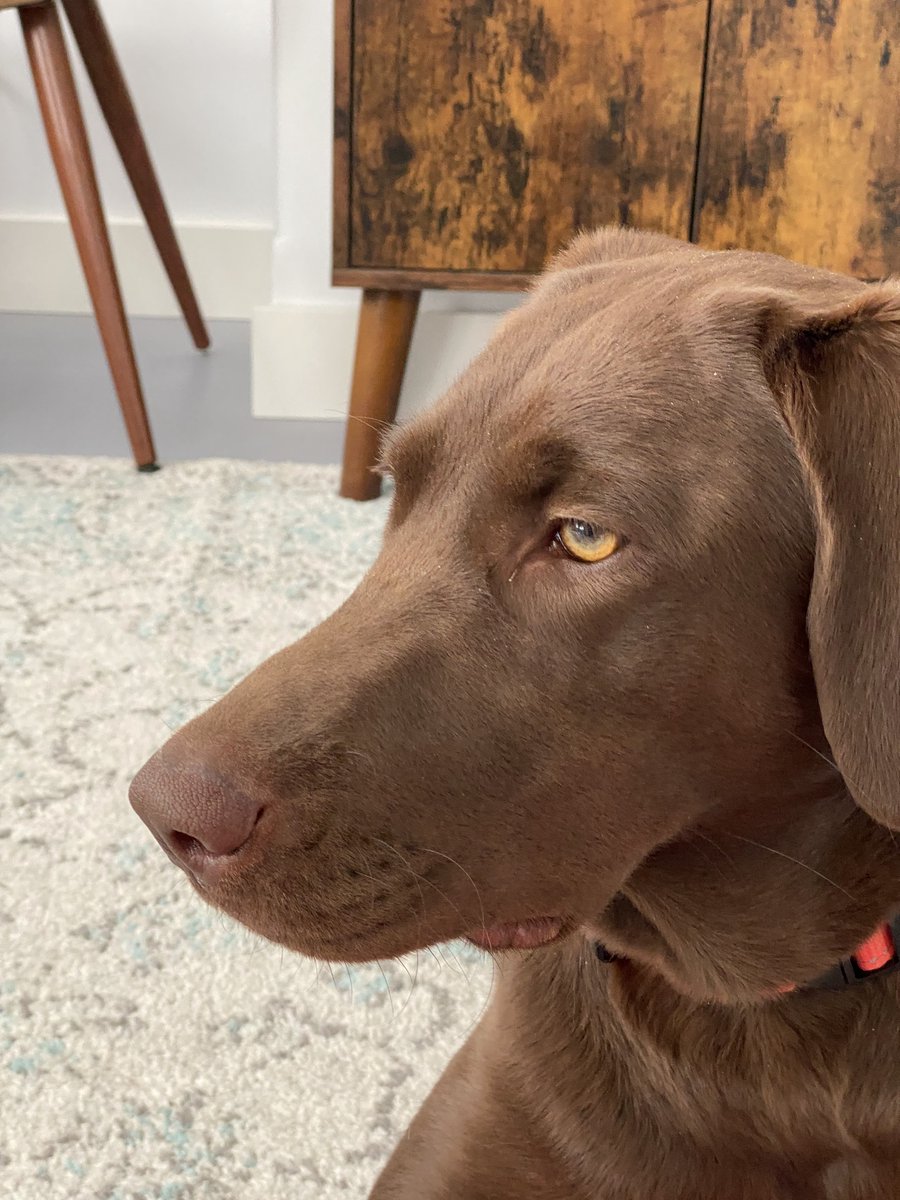 Elizabeth Caley tweet media