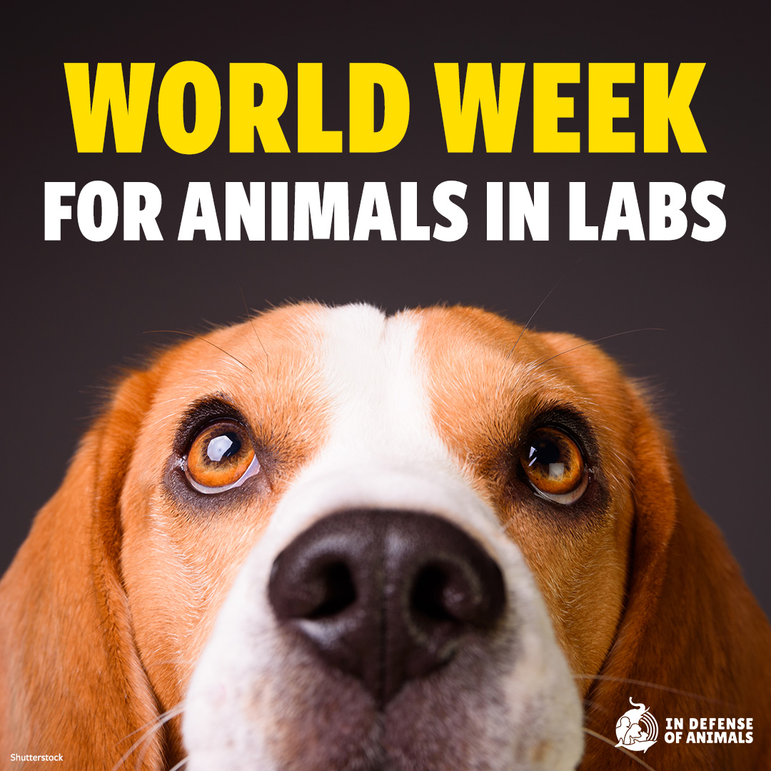 This #WorldWeekForAnimalsInLabs is time to speak out against cruel and wasteful experiments being conducted on millions of animals around the world every year.
Take action: bit.ly/3V8Arhh
#EndAnimalTesting