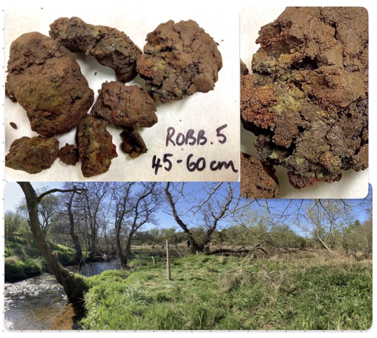 Past informs the future…colourful mottles depict the history of water, chemical conditions and landscape context in this #riparian UK soil. Together with our biogeochemical analyses and experiments, this helps us predict altered cycles of nutrients with #climatechange