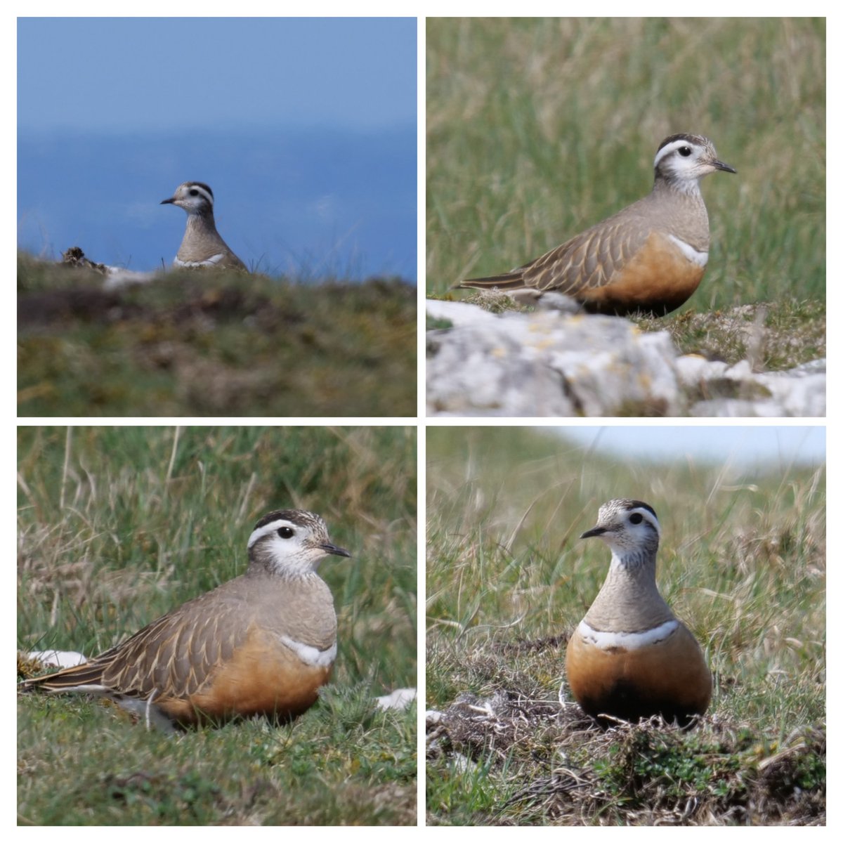 Close encounters with this Dotterel on the Great Orme, Nth Wales today. Stunning bird under the blue skies. #walesbirding #greatorme