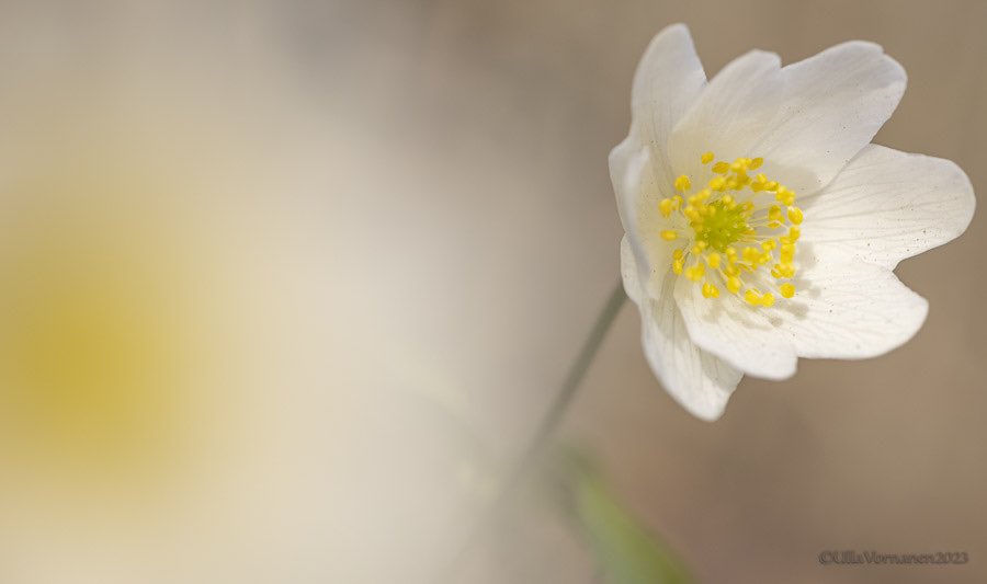 UVornanen's tweet photo. •
Springly #wildflowers #commonhepatica & #woodanemone
•
Kevätairueet #sinivuokko & #valkovuokko
•
#luonnonkukat #kevät2023 #spring2023 https://t.co/1ysEuoqllT