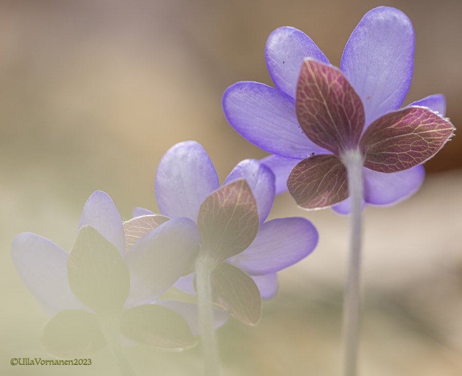 UVornanen's tweet photo. •
Springly #wildflowers #commonhepatica & #woodanemone
•
Kevätairueet #sinivuokko & #valkovuokko
•
#luonnonkukat #kevät2023 #spring2023 https://t.co/1ysEuoqllT