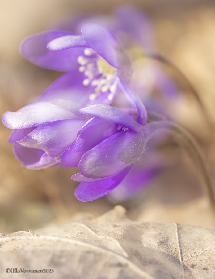 UVornanen's tweet photo. •
Springly #wildflowers #commonhepatica & #woodanemone
•
Kevätairueet #sinivuokko & #valkovuokko
•
#luonnonkukat #kevät2023 #spring2023 https://t.co/1ysEuoqllT